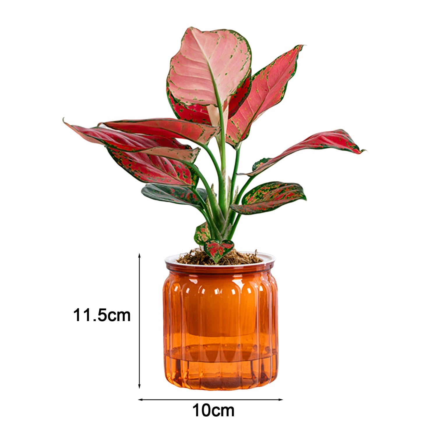 Self Watering Flower Pot Fish Tank Transparent Plastic Plant Pots Mini Self Watering Planter Pot Vase For Home Decoration